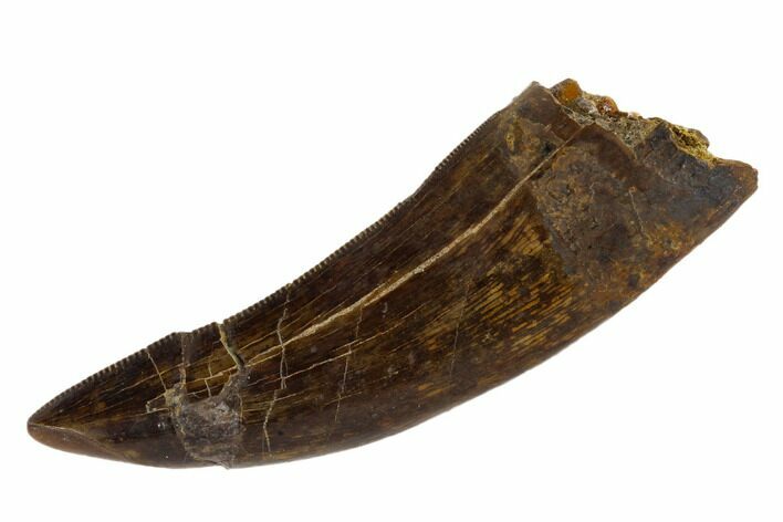 Serrated, Tyrannosaur Tooth - Judith River Formation, Montana #114010